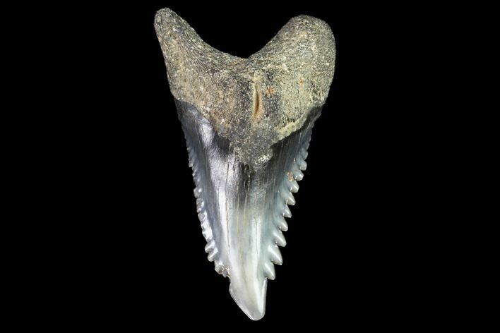 Hemipristis Shark Tooth Fossil - Virginia #96688